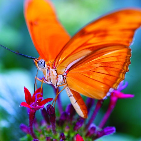 Бабочки и Mercedes w222 Изображение к новости Бабочки и Mercedes w222