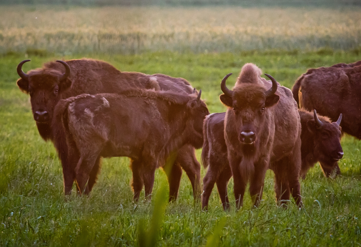 Беловежская пуща