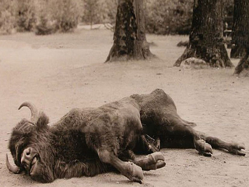 Зубр, убитый во время царской охоты